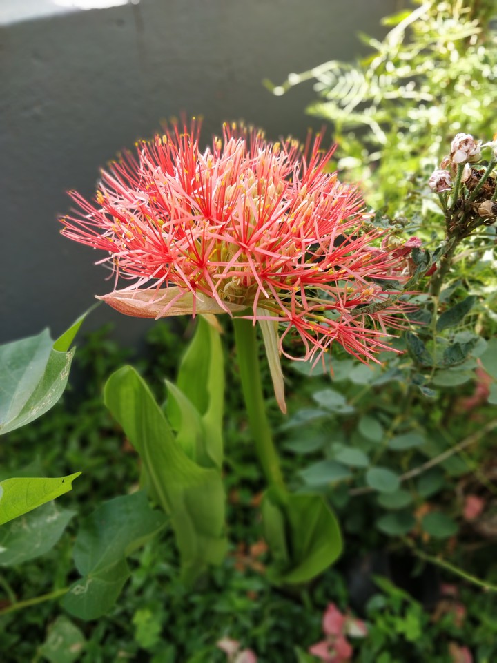 May Flower or Football Lily or Heamanthus