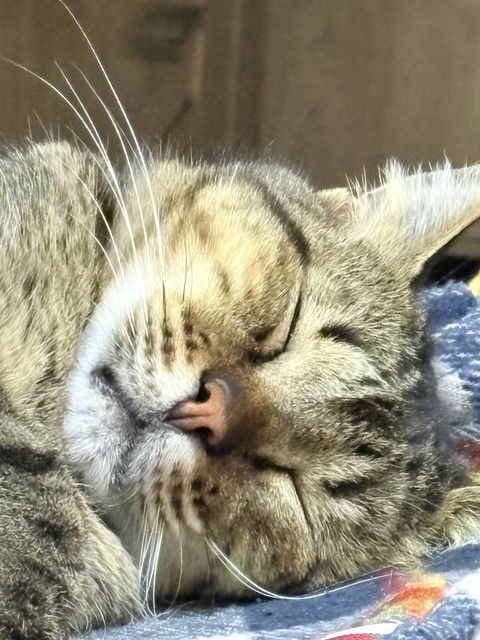 обои felinae, whiskers
