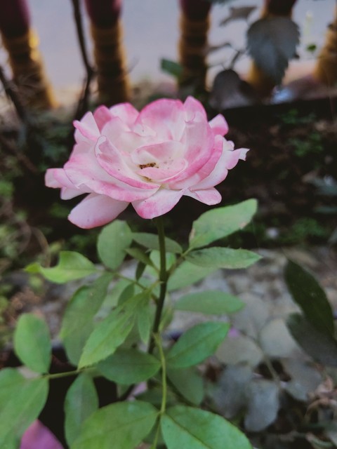pink, flower wallpapers
