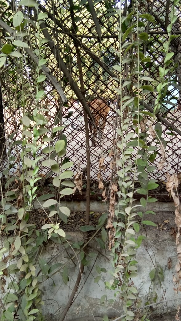 #tiger