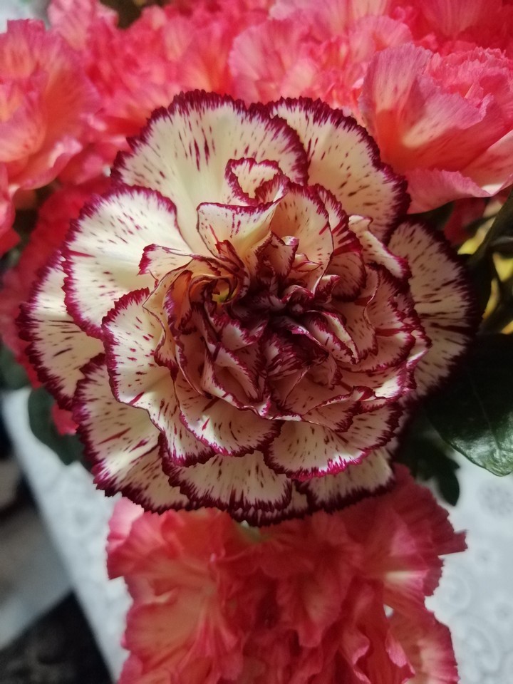 Clavel.