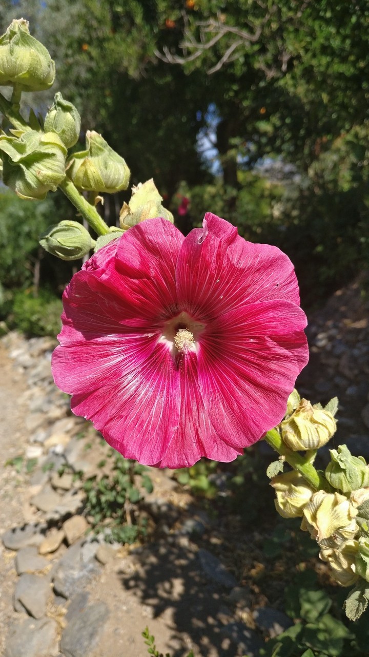 flower