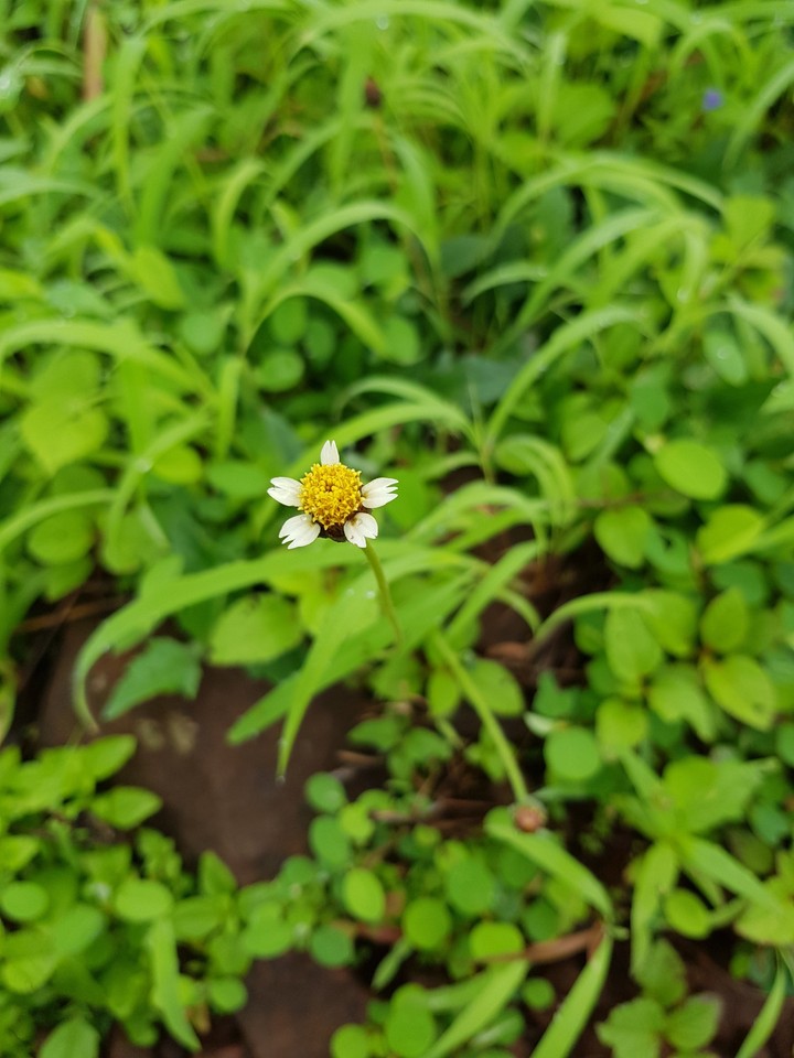 Lone Flower