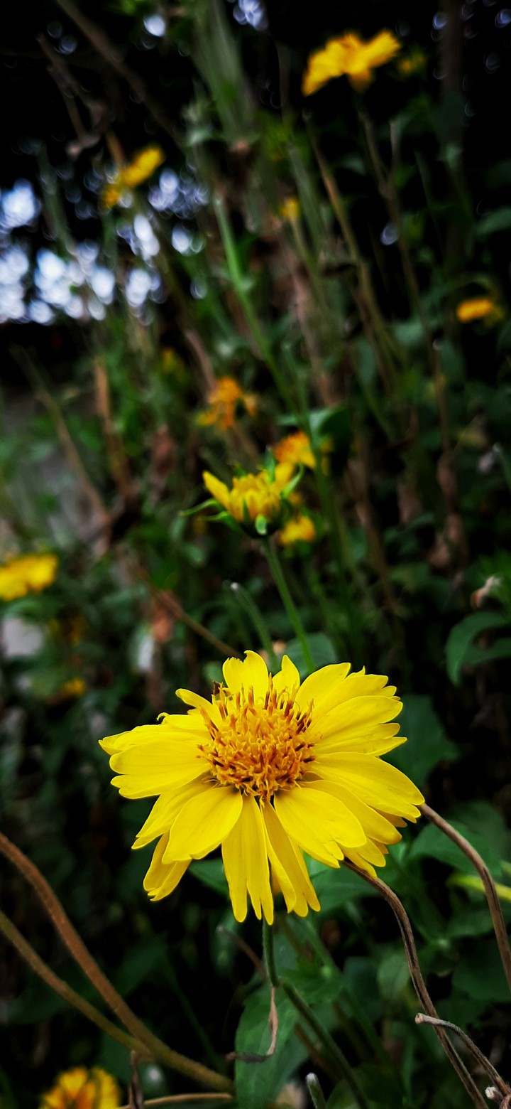 flower