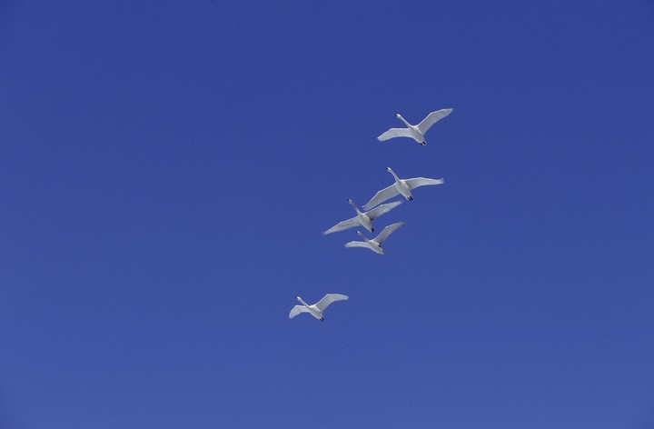 Birds