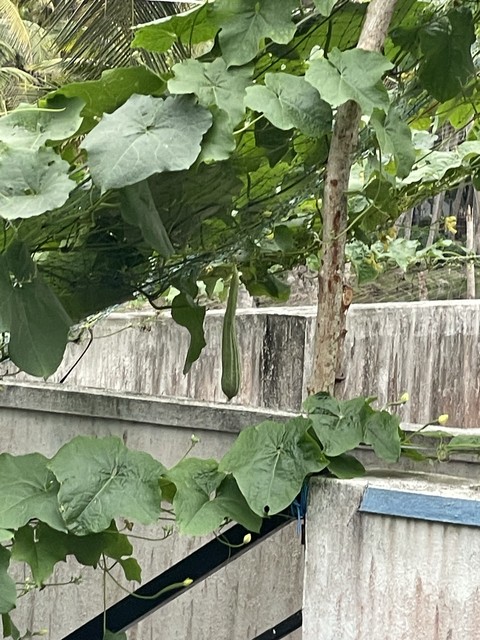 Plantation, arums Hintergrundbilder