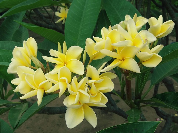 May Flower