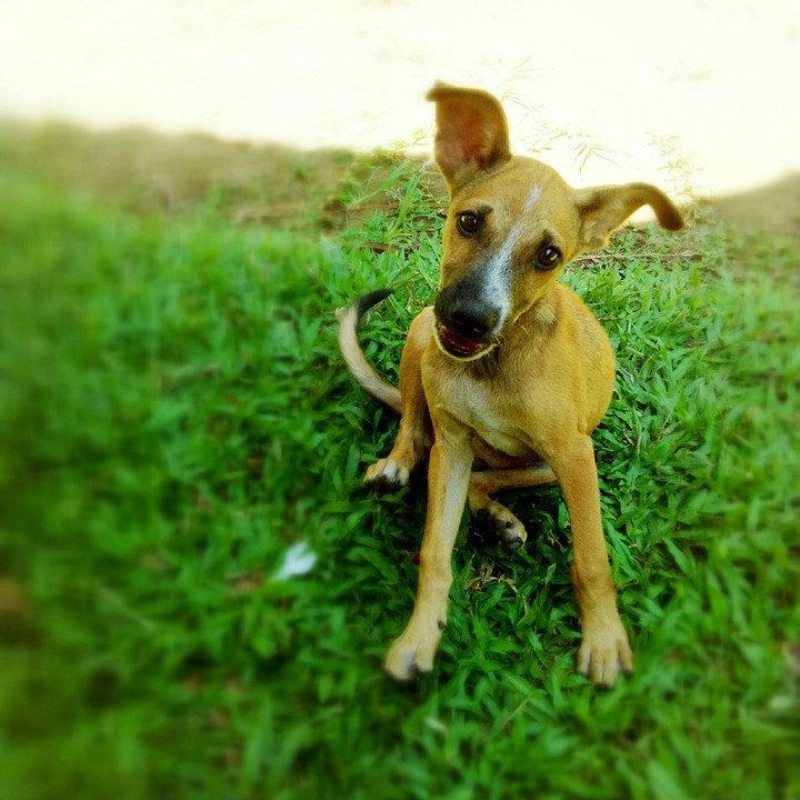 lovely dog
