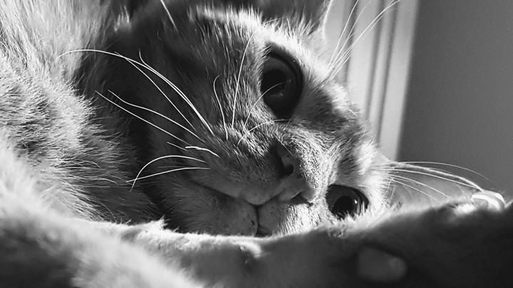 Chicharito the cat