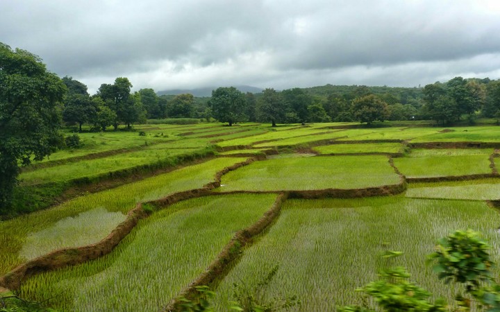 paddy fields of west karnataka