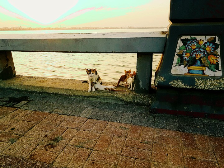 cat and its family