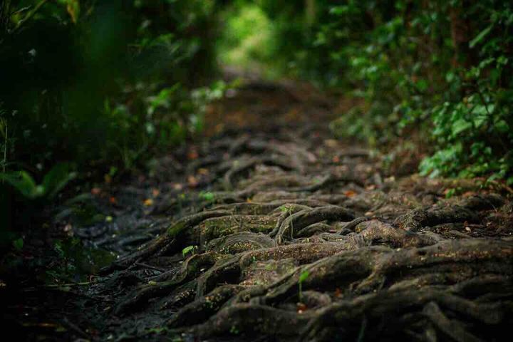 Nature