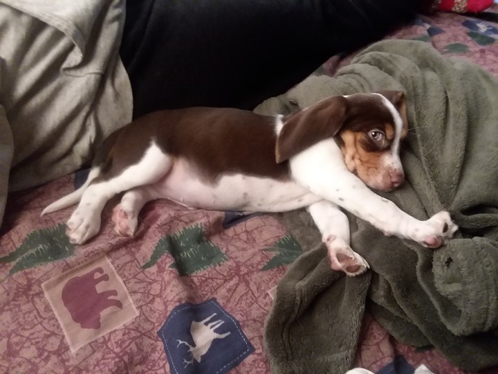 Sleepy Beale