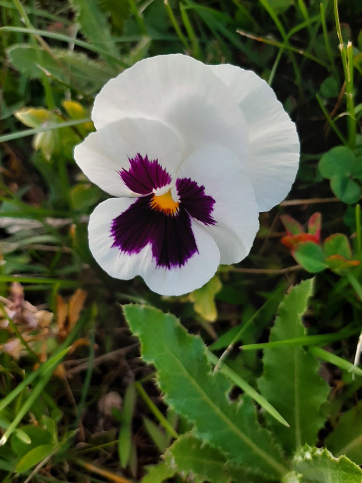 flower
