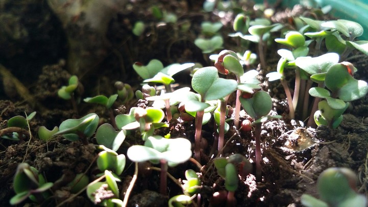 plant