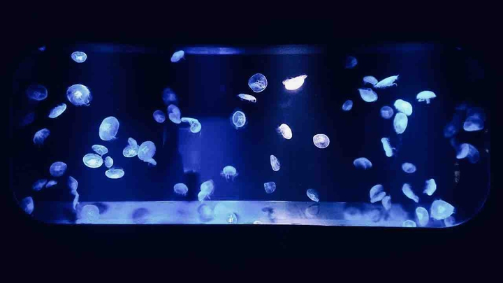 jellyfish
