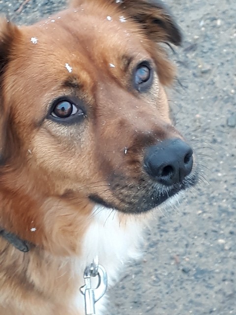 Chien