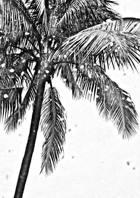 Palm tree