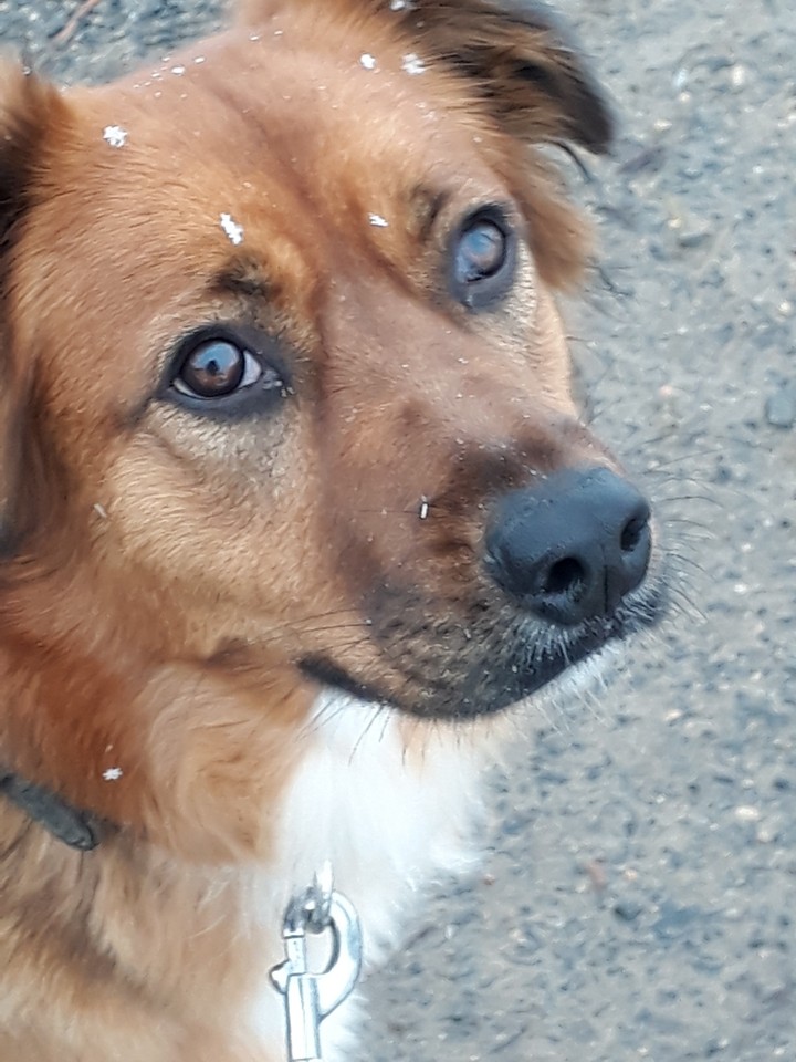 Chien