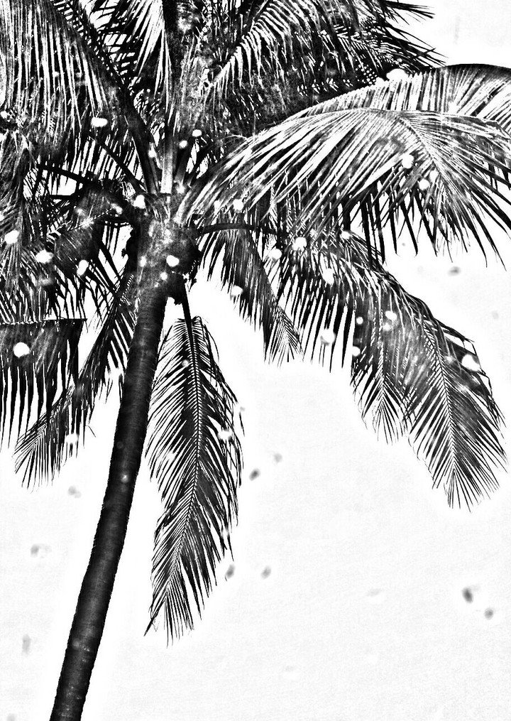 Palm tree