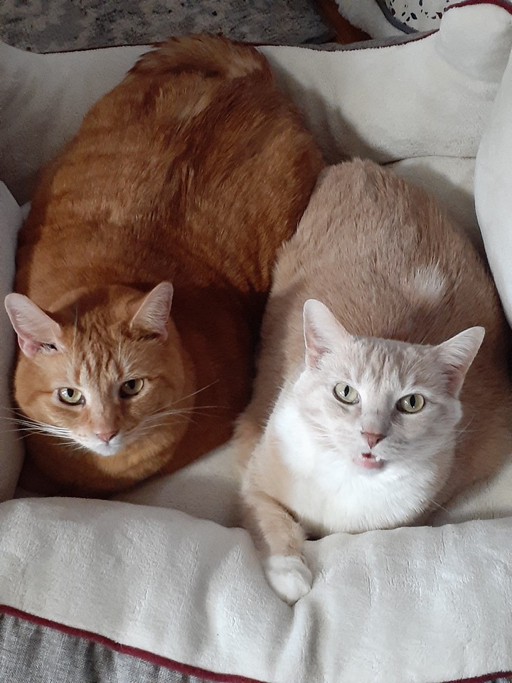 Simba & Nahla