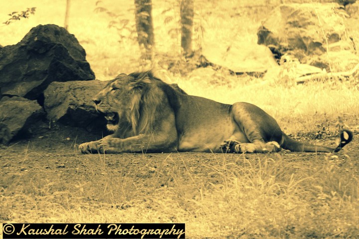 lion