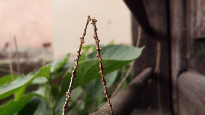 Stem