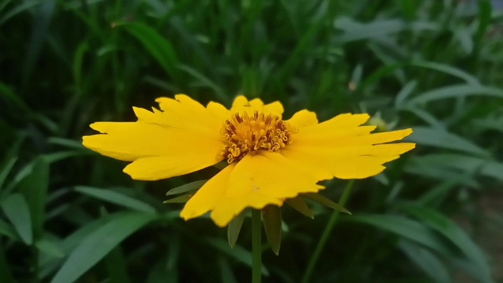 My Garden's Flower.