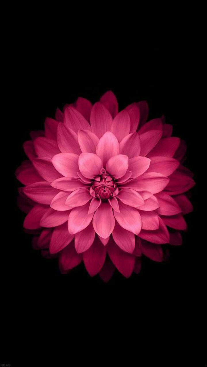Red flower