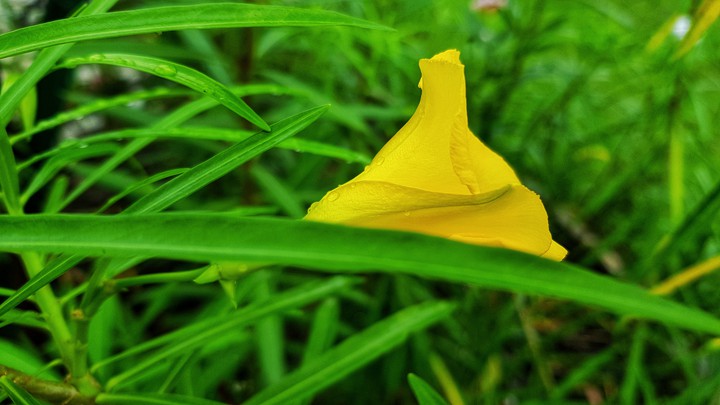 cucumber flower