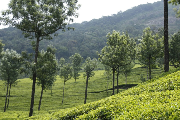 Munnar Tea Garden