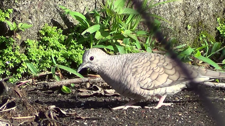 coquita
