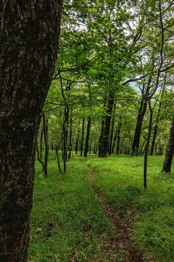 grassy track through the forest