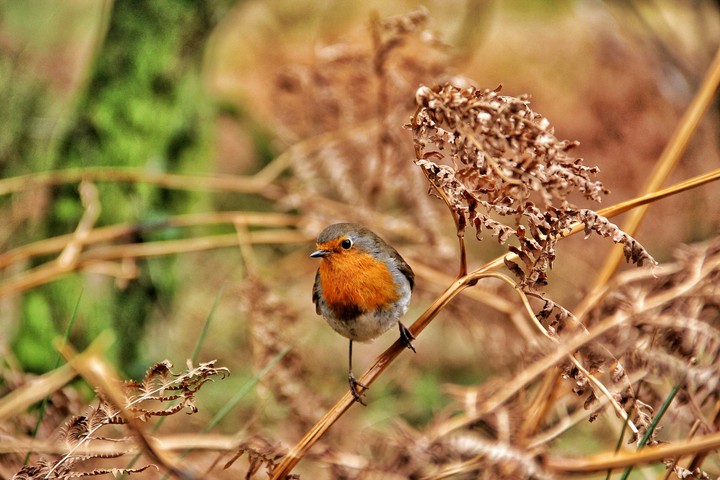 bird 