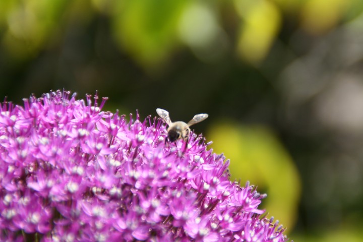 Bee on flower