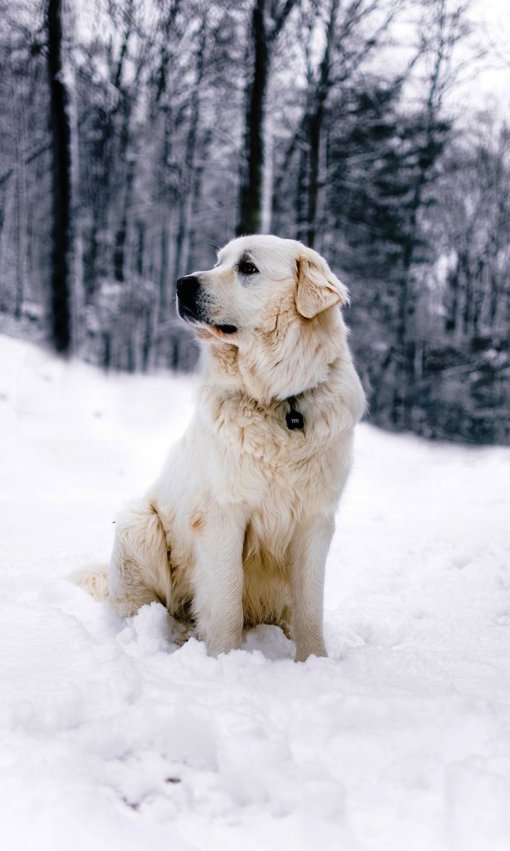 Dog❤️