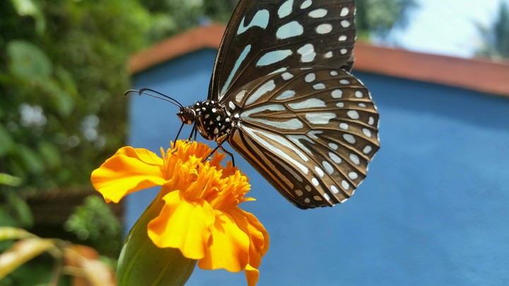 butterfly