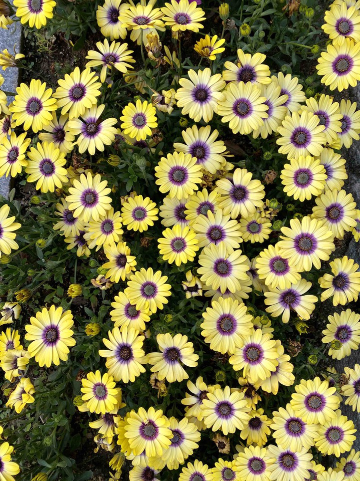 flower2