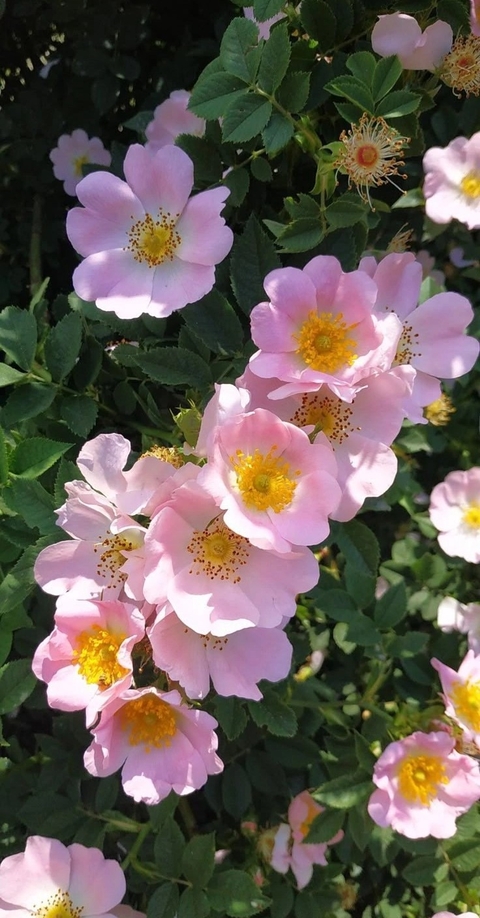 plants, dog-rose duvar kağıtları