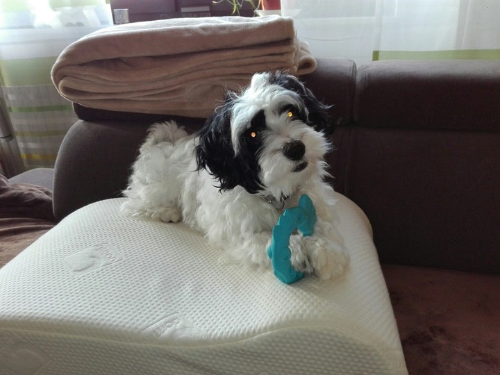 My Sweet Dog