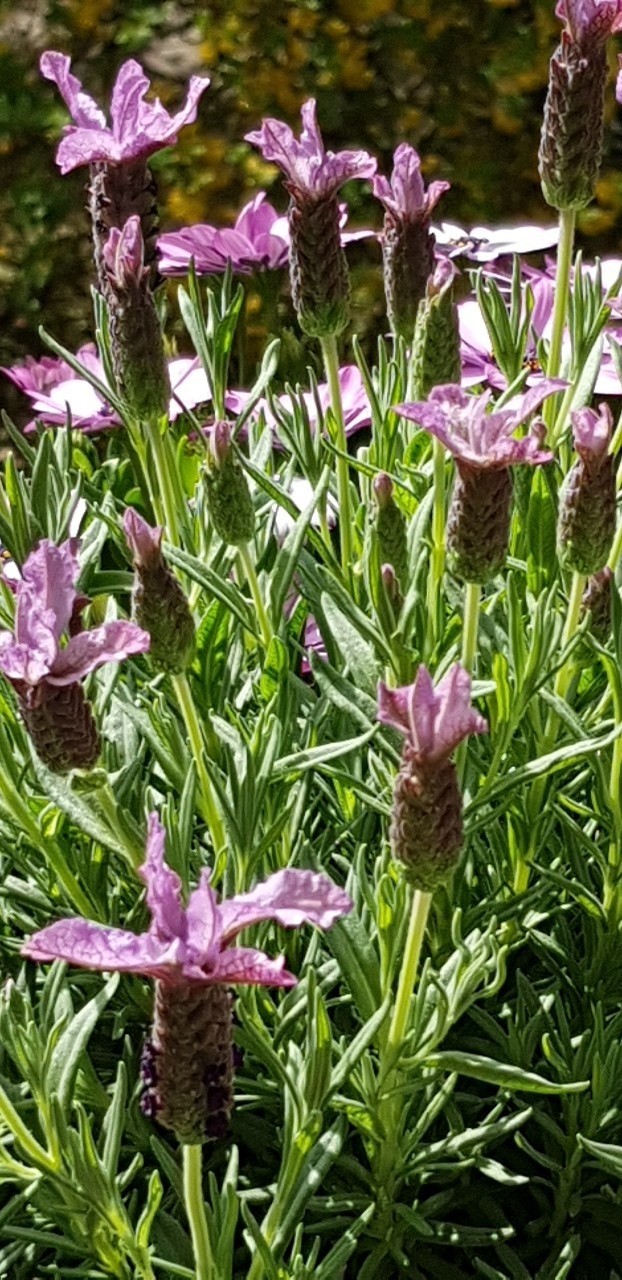 Lavendel