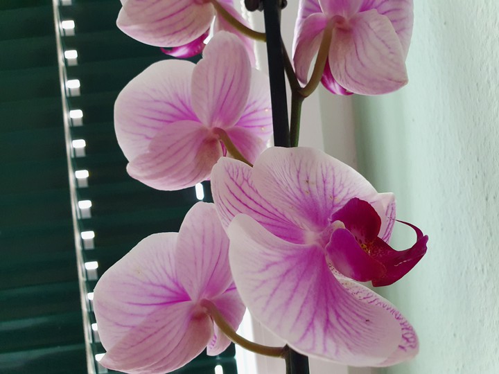 Orchideen
