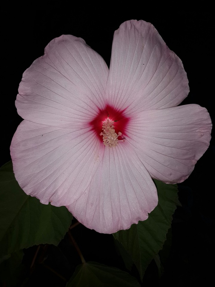 Hibiscus