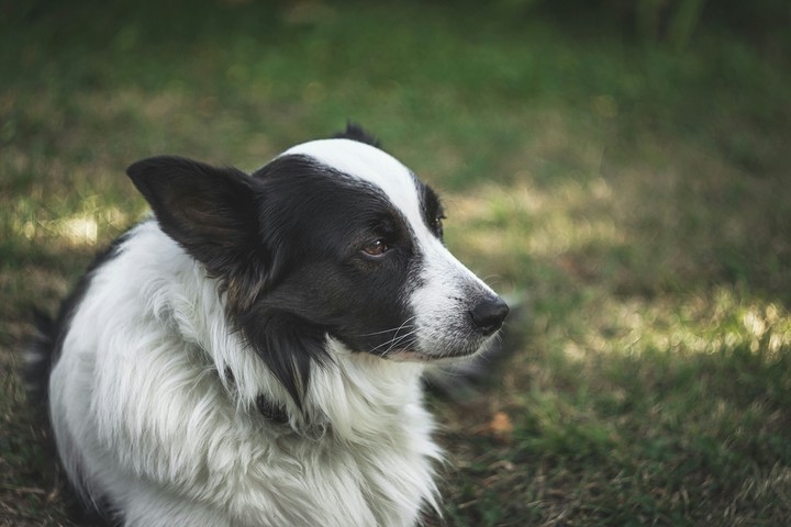 Border Collie