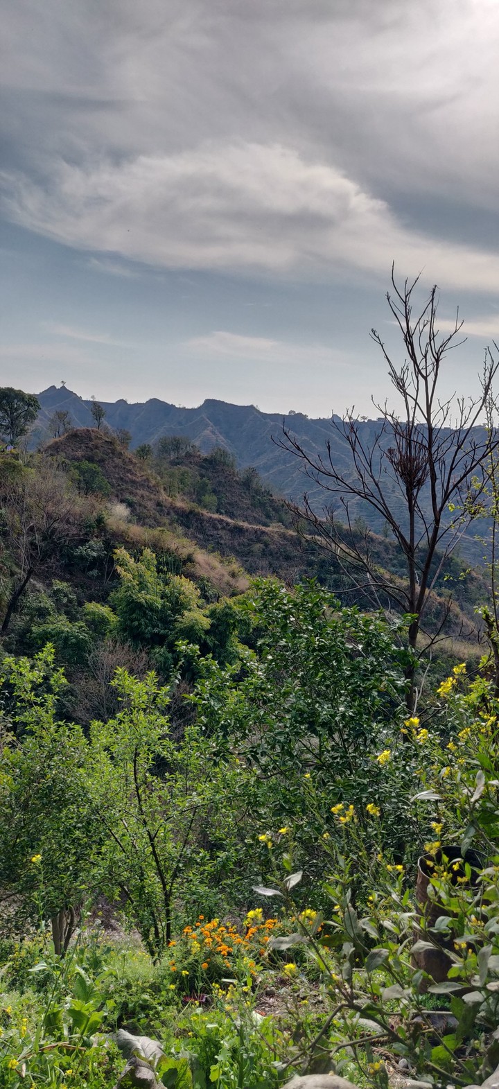 greenery