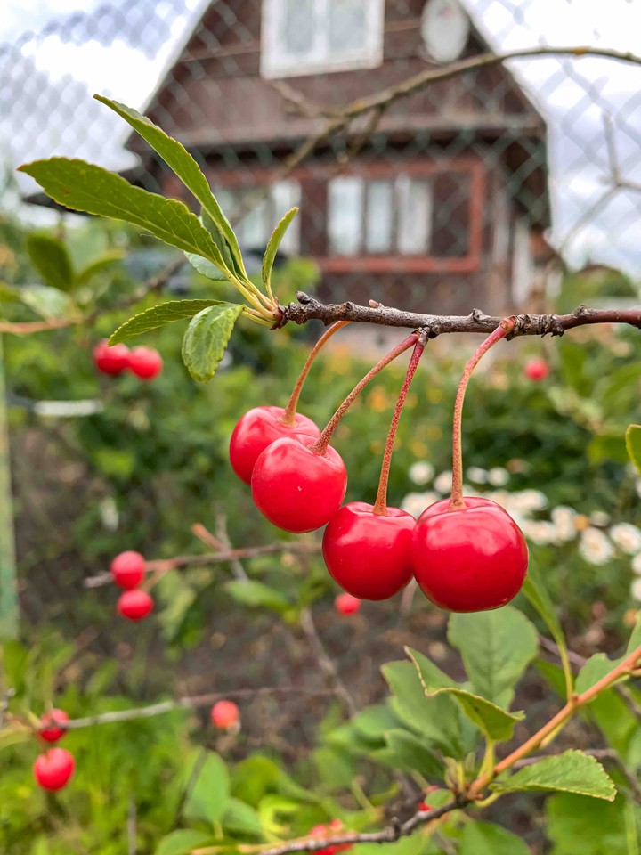 cherry