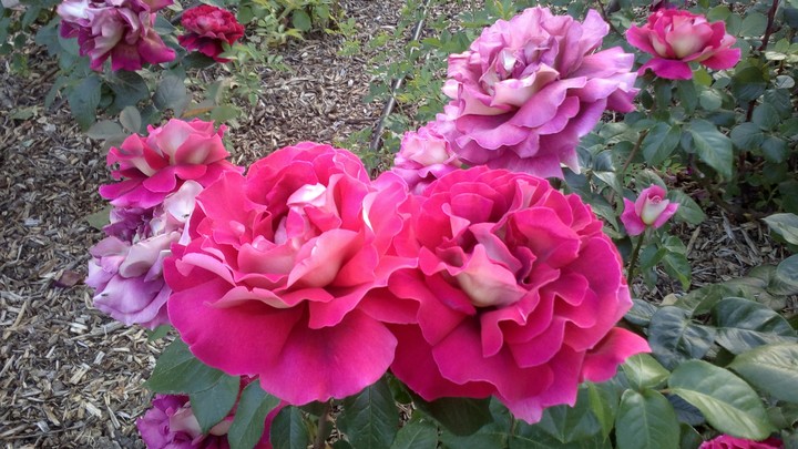 Pink Rose
