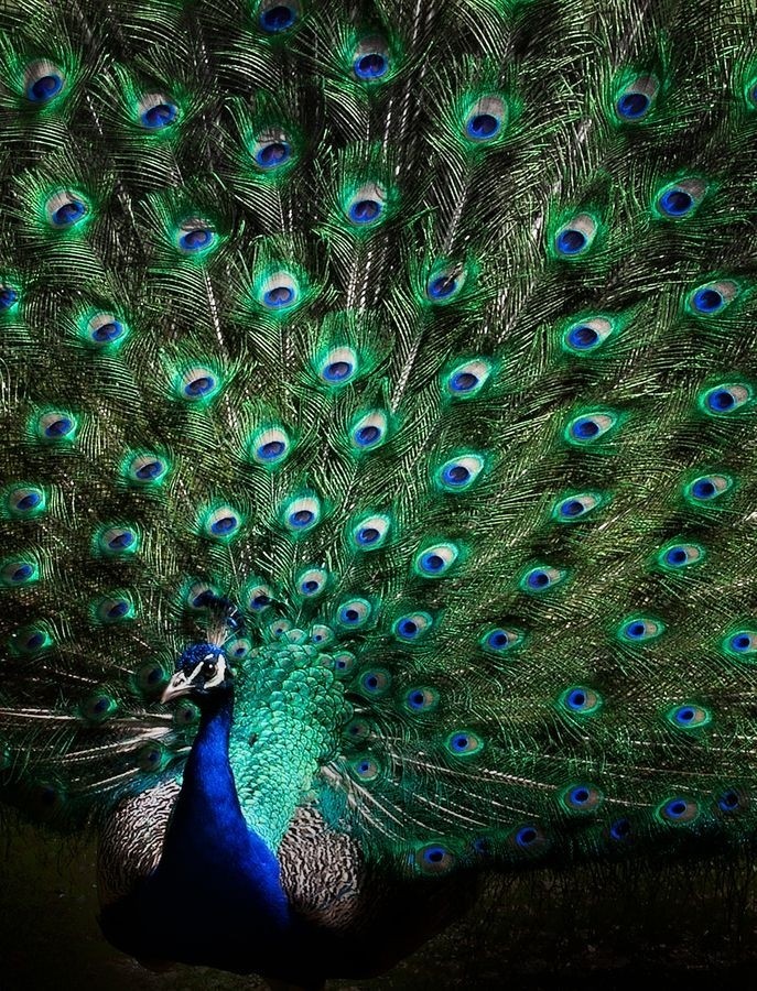 ♡ Peacock ♡