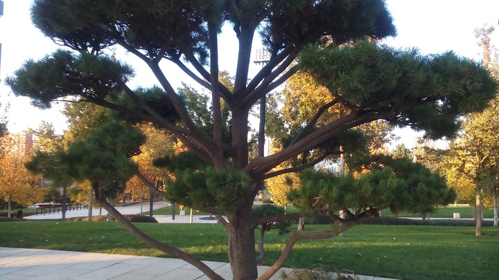 Krasnodar. Galitsky park.