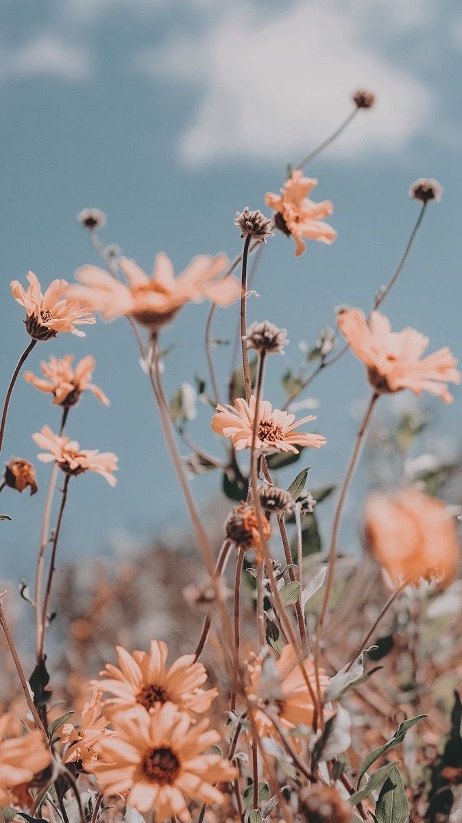Flores